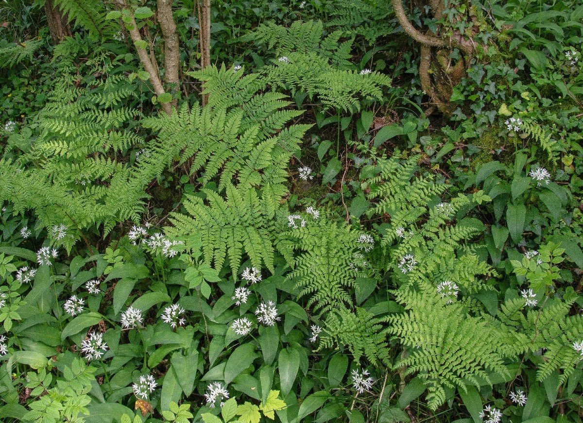 BROAD BUCKLER-FERN Dryopteris dilatata