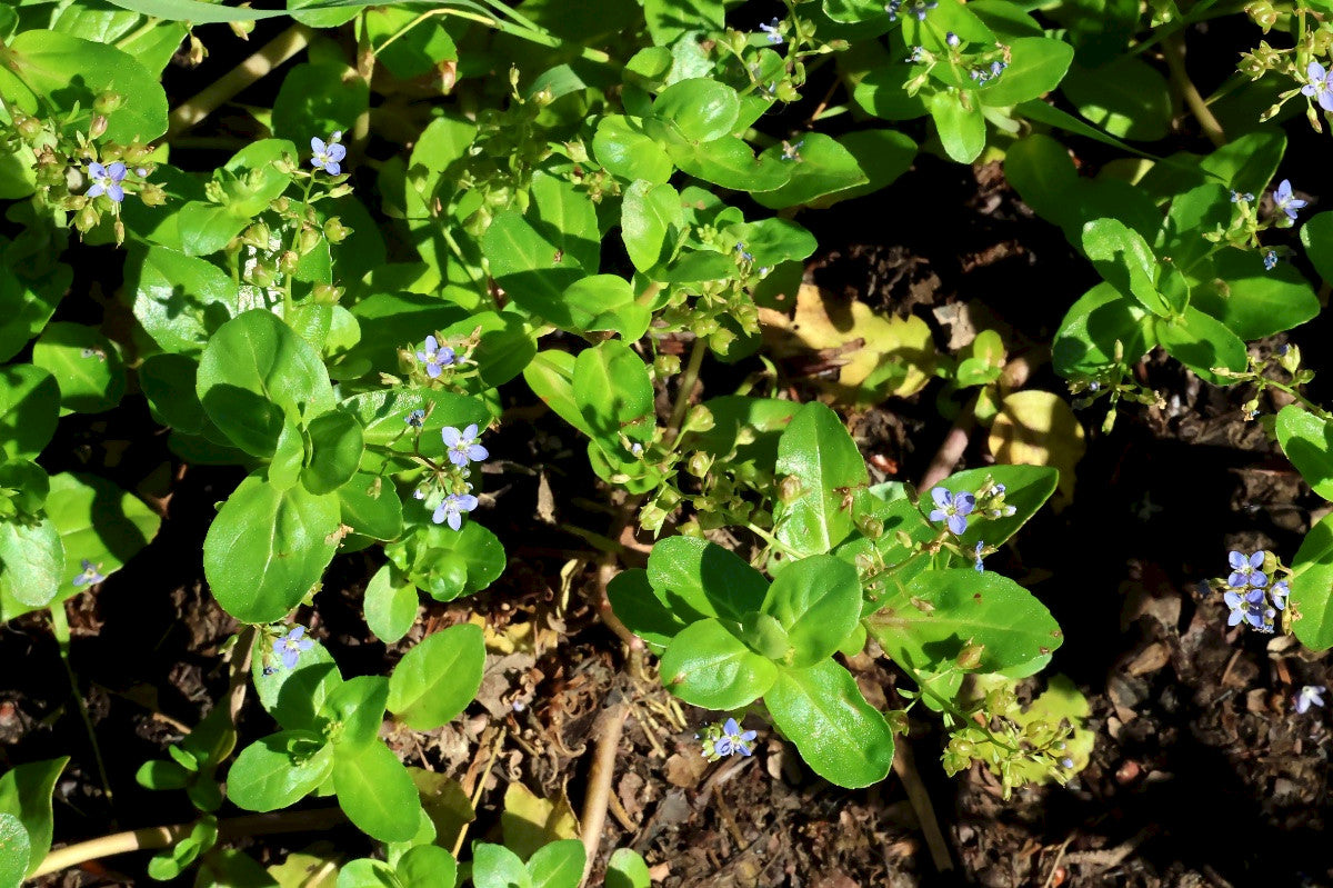 BROOKLIME Veronica beccabunga
