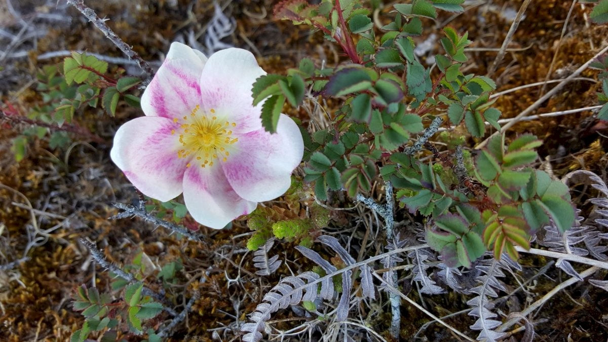 BURNET-ROSE Rosa spinosissima