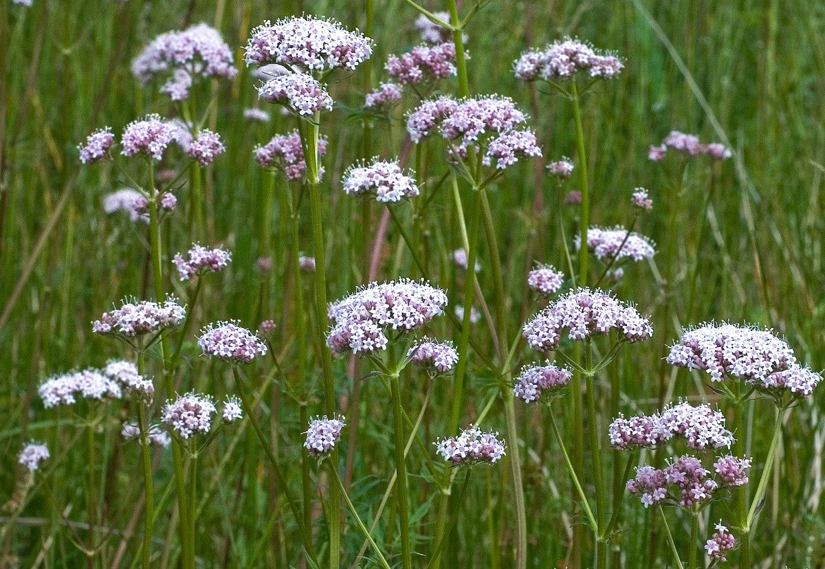COMMON VALERIAN Valeriana officinalis