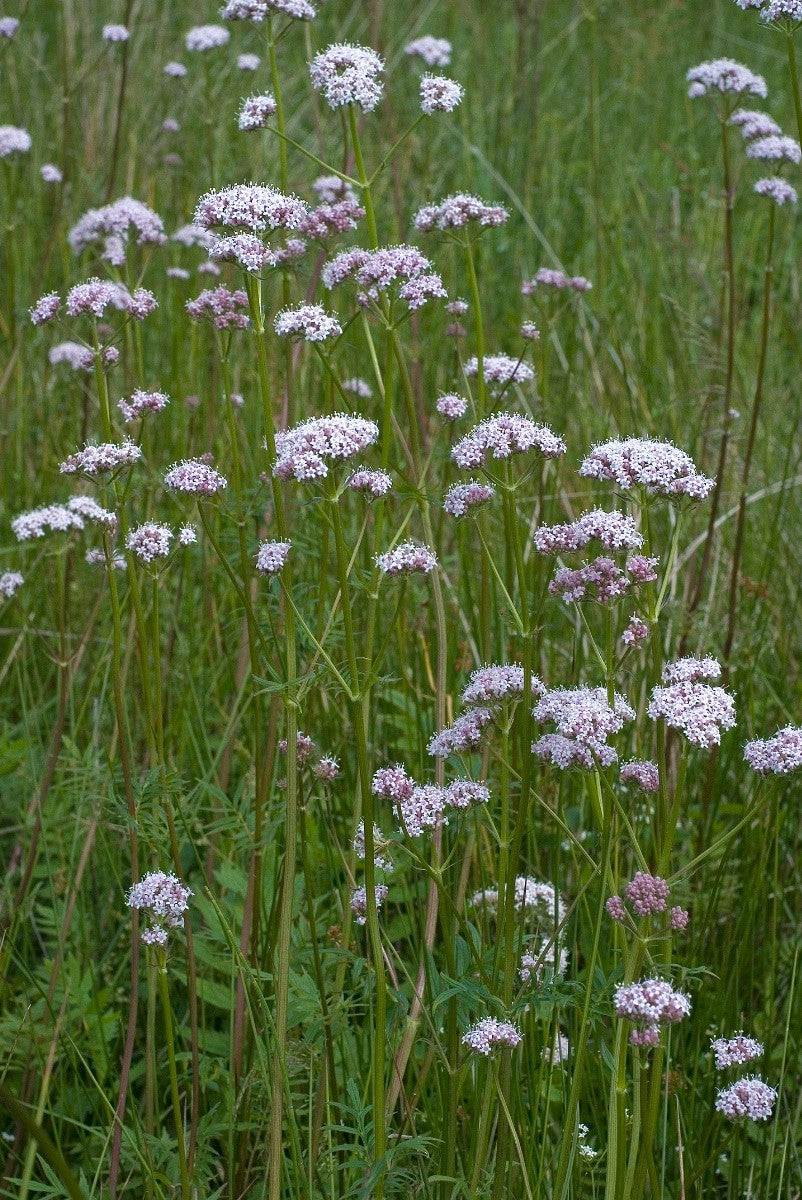 COMMON VALERIAN Valeriana officinalis