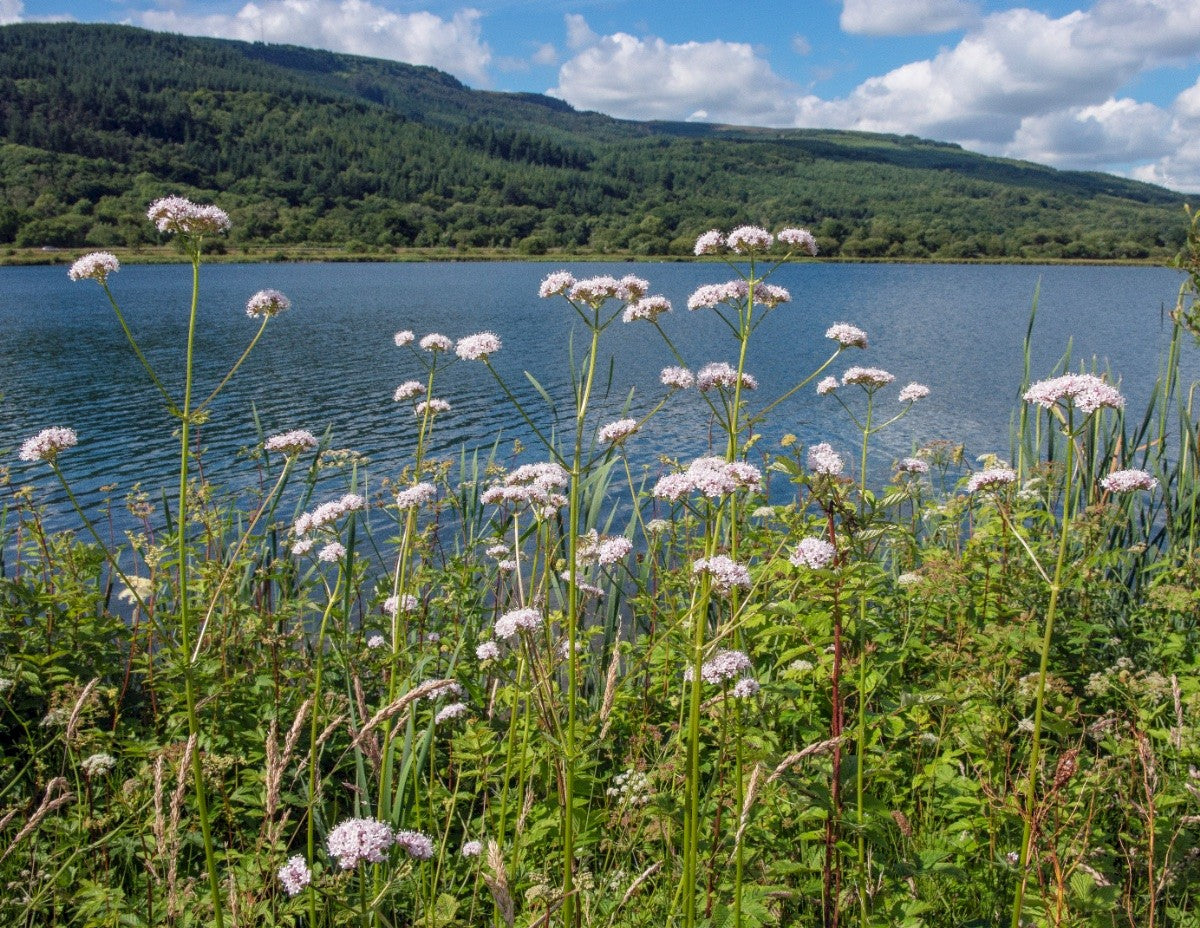 COMMON VALERIAN Valeriana officinalis