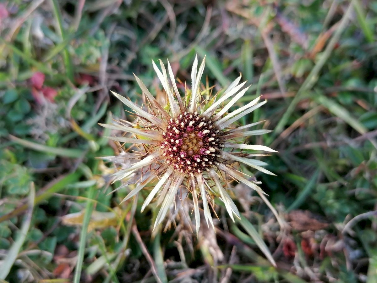 CARLINE THISTLE  Carlina vulgaris