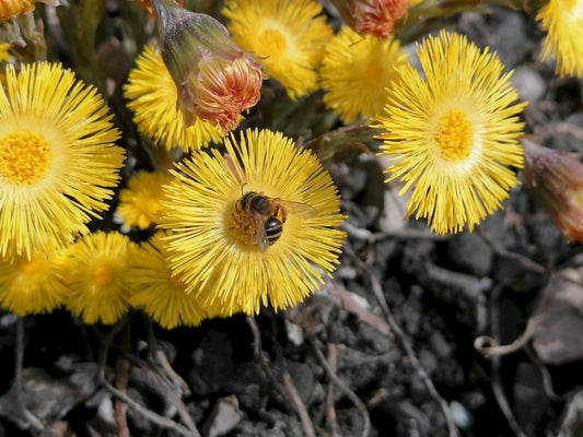 COLT'S-FOOT  Tussilago farfara