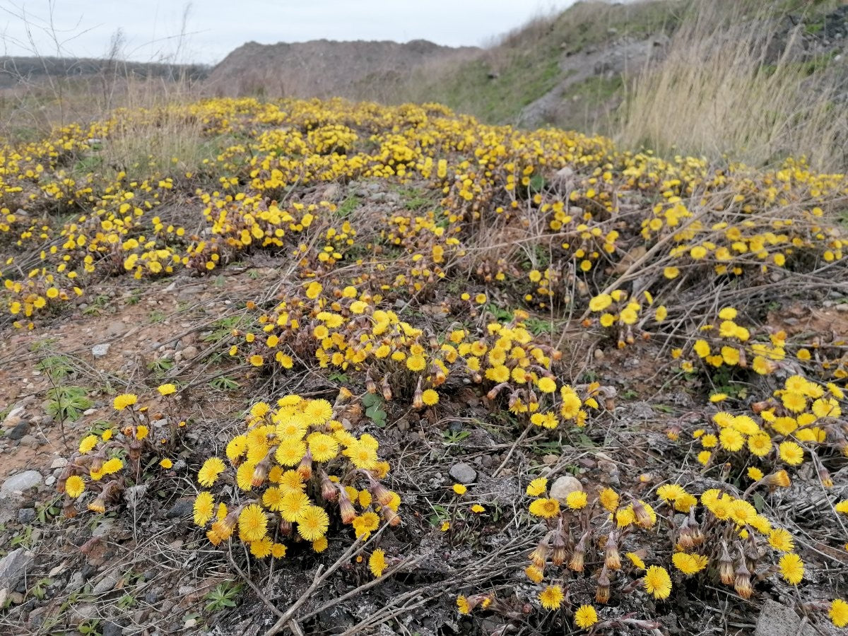 COLT'S-FOOT Tussilago farfara