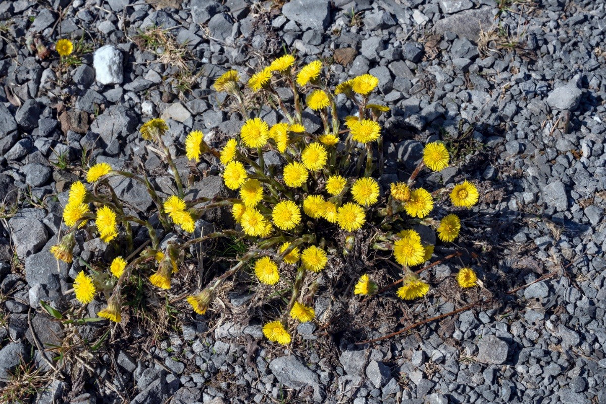 COLT'S-FOOT Tussilago farfara