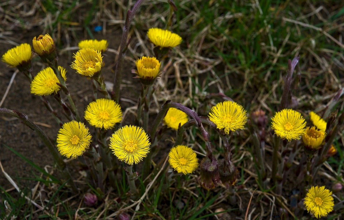 COLT'S-FOOT Tussilago farfara