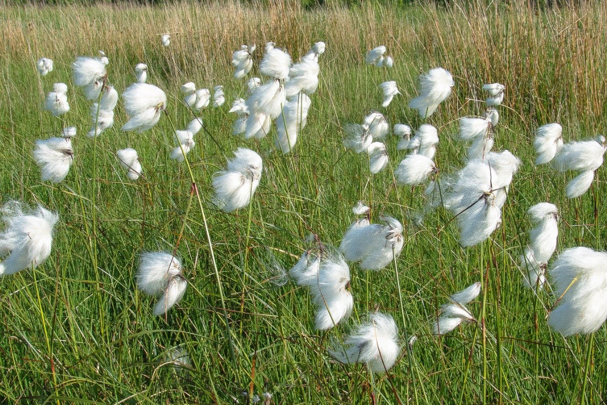 COMMON COTTON-GRASS Eriophorum angustifolium
