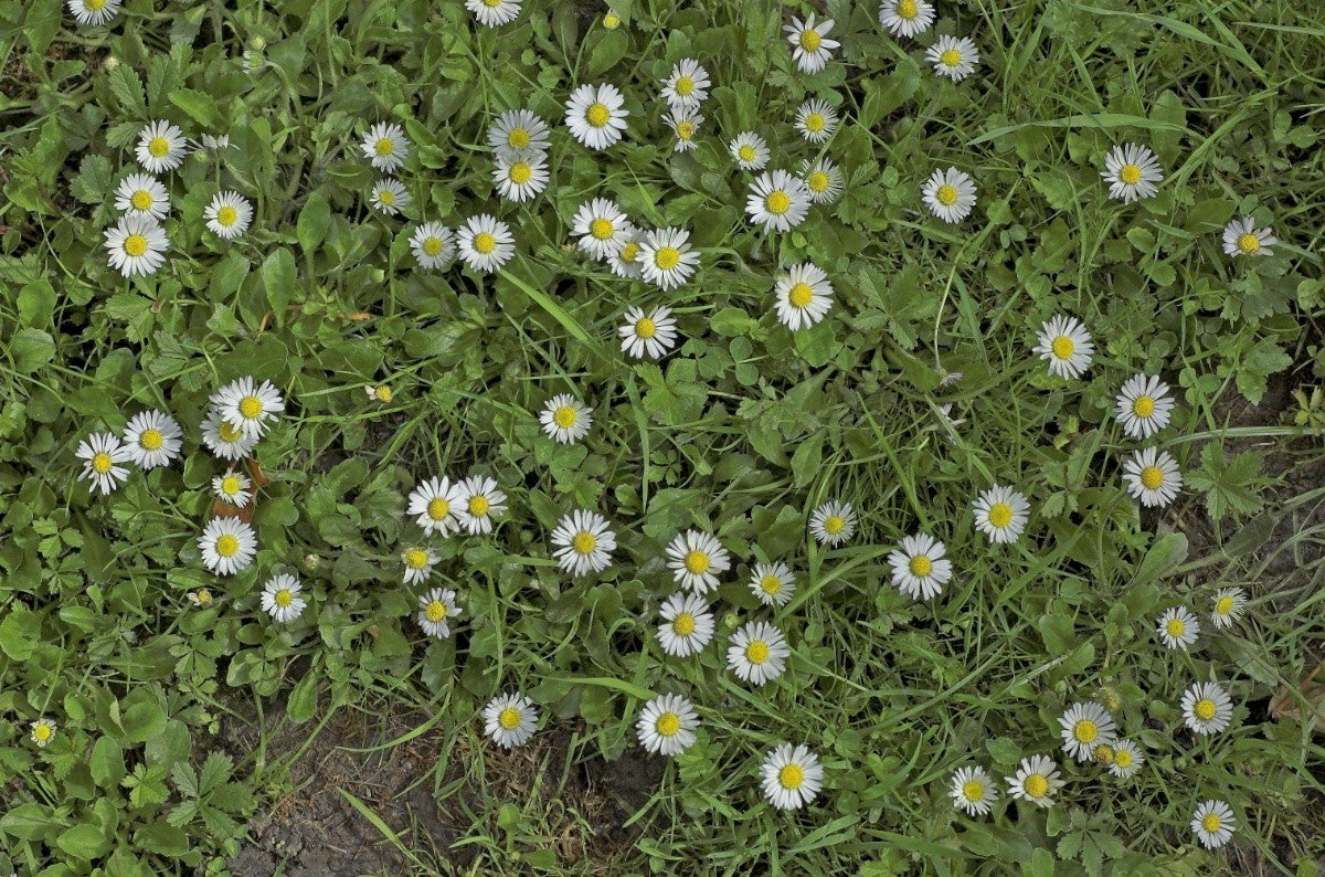 COMMON DAISY Bellis perennis