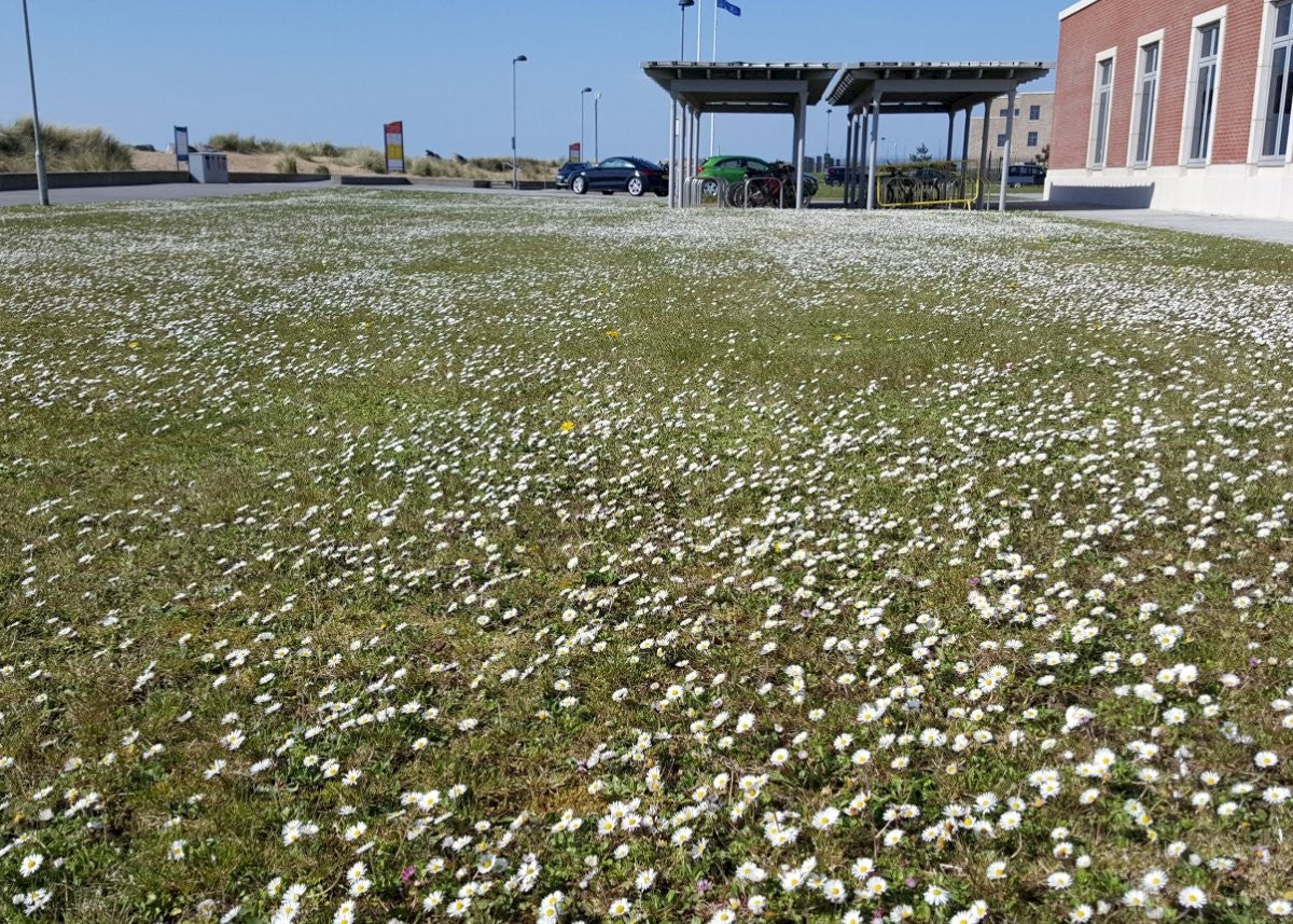 COMMON DAISY Bellis perennis