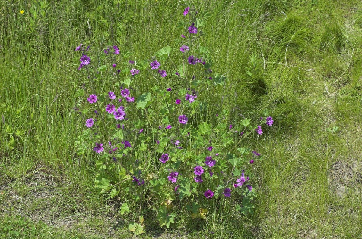 COMMON MALLOW Malva sylvestris L.