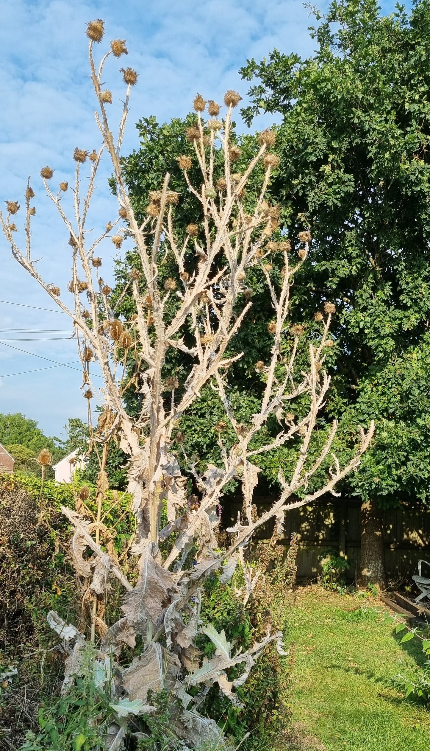 COTTON THISTLE Onopordum acanthium