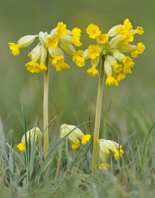 COWSLIP Primula veris