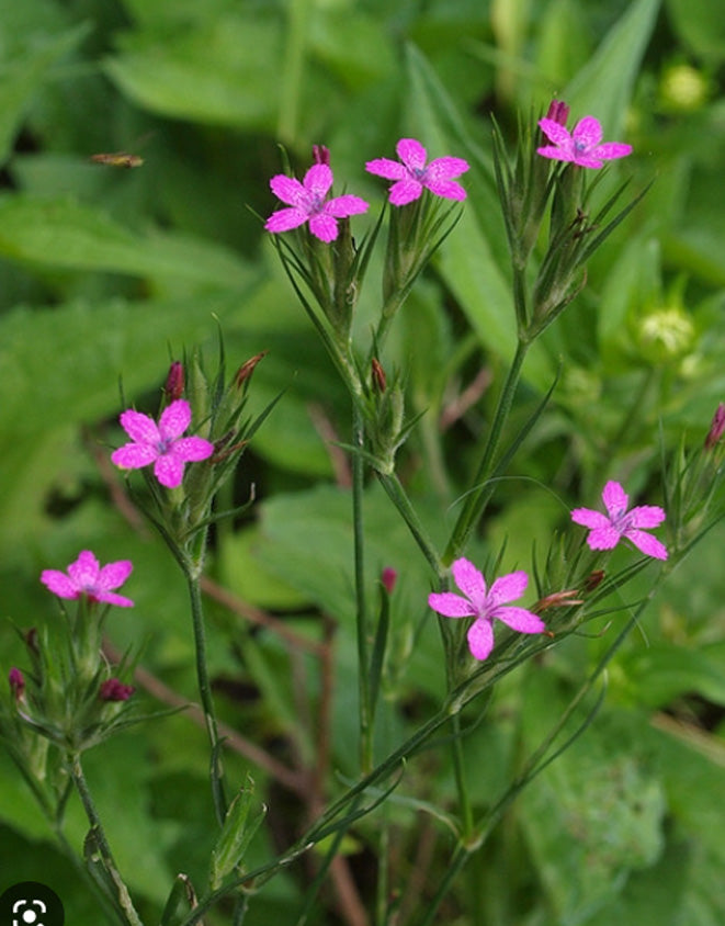 DEPTFORD PINK Dianthus armeria