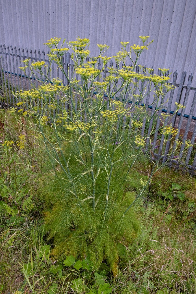 FENNEL Foeniculum vulgare