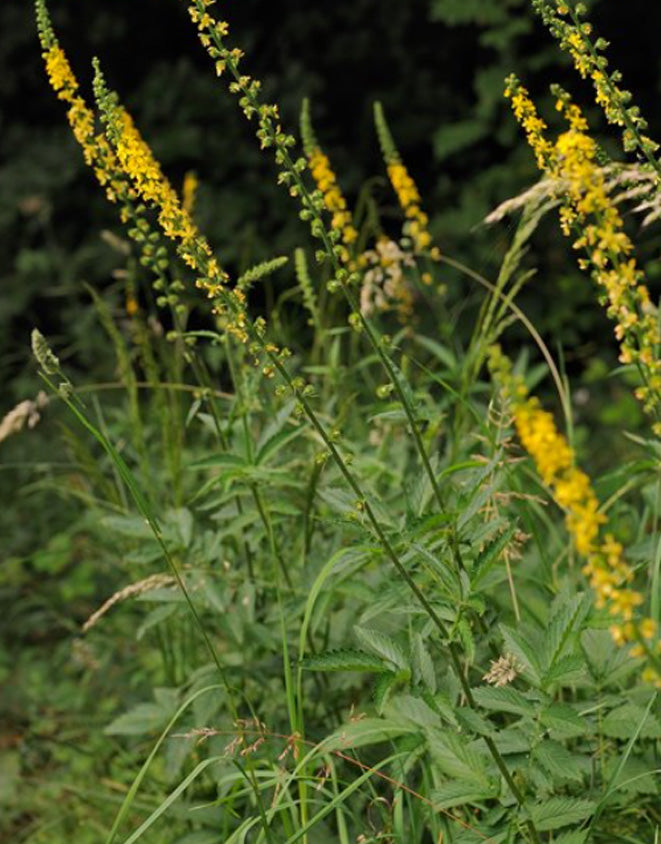 FRAGRANT AGRIMONY  Agrimonia procera