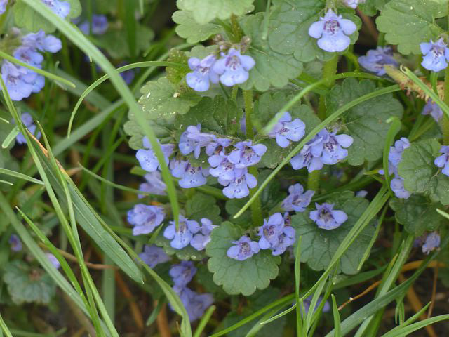 GROUND IVY Glechoma hederacea