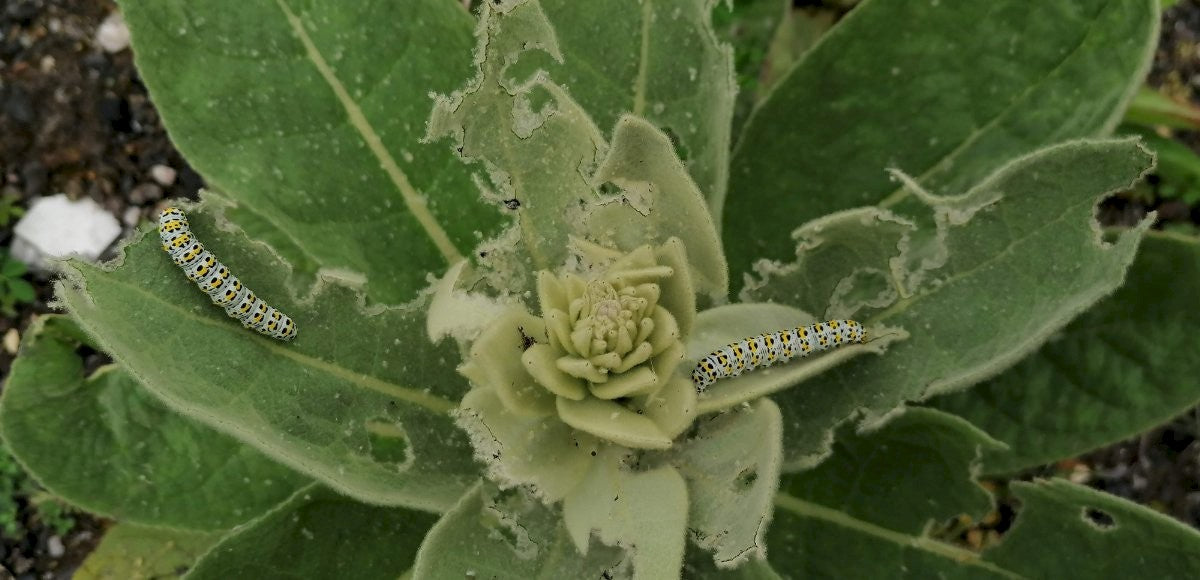 GREAT MULLEIN Verbascum thapsus