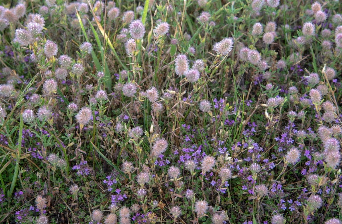 HARE'S-FOOT CLOVER Trifolium arvense