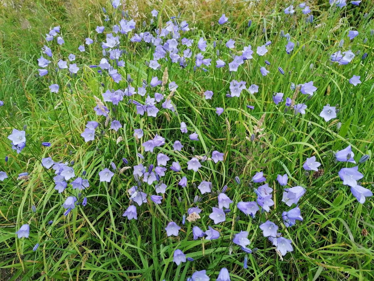 HAREBELL Campanula rotundifolia