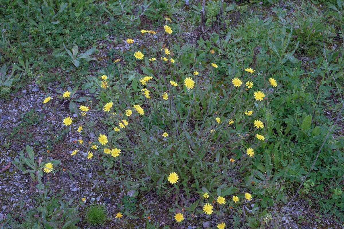 HAWKWEED OXTONGUE Picris hieracioides