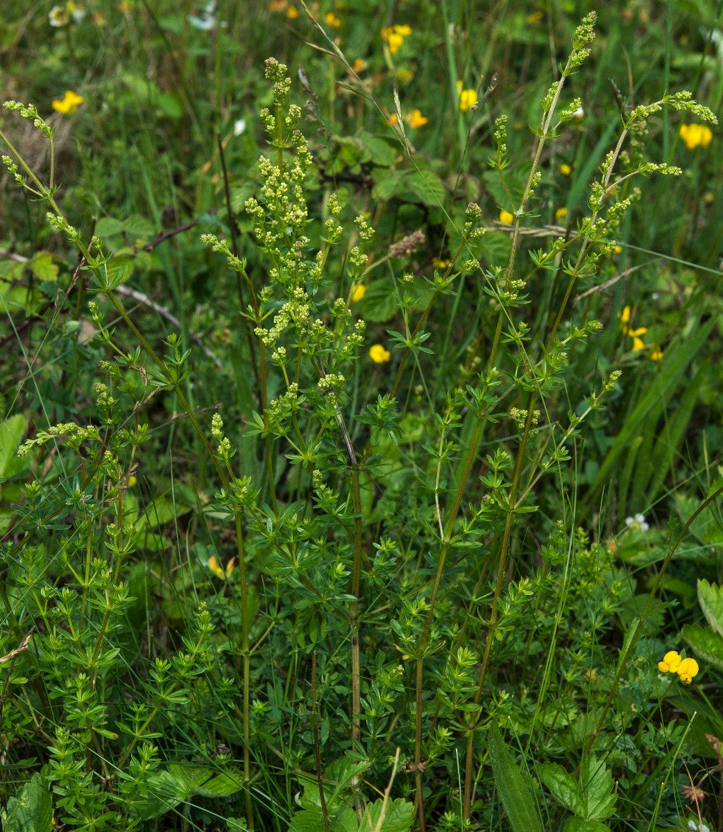 HEDGE BEDSTRAW Galium album