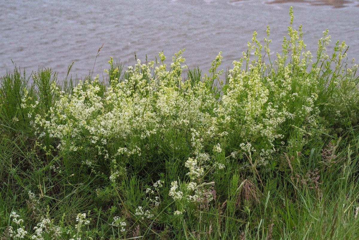 HEDGE BEDSTRAW Galium album