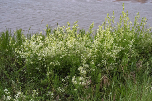 HEDGE BEDSTRAW Galium album