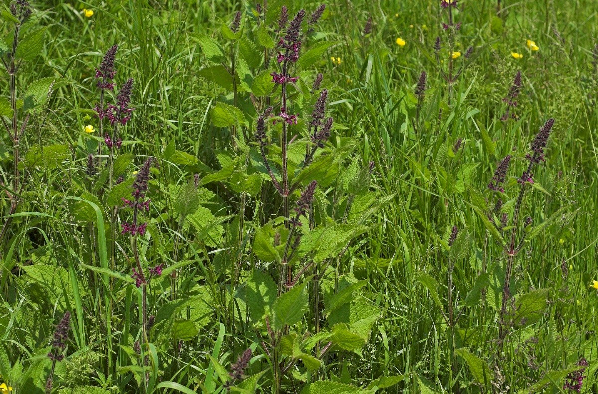 HEDGE WOUNDWORT Stachys sylvatica