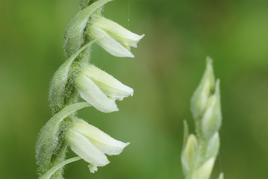 Autumn Lady's Tresses Spiranthes spiralis