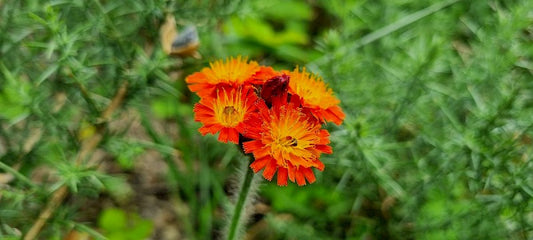 FOX AND CUBS  Pilosella aurantiaca