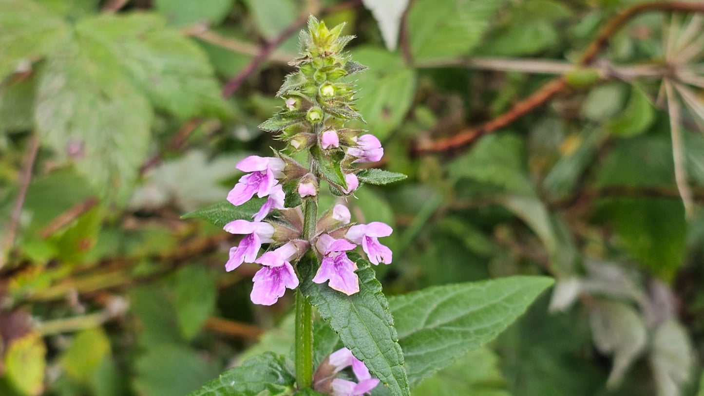 MARSH WOUNDWORT Stachys palustris