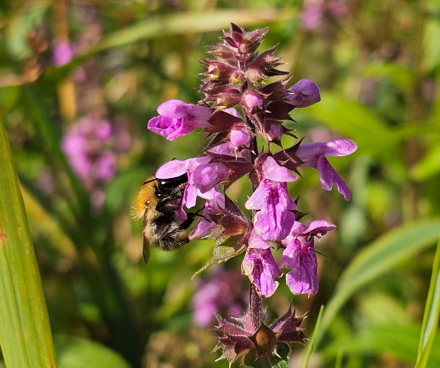 MARSH WOUNDWORT Stachys palustris