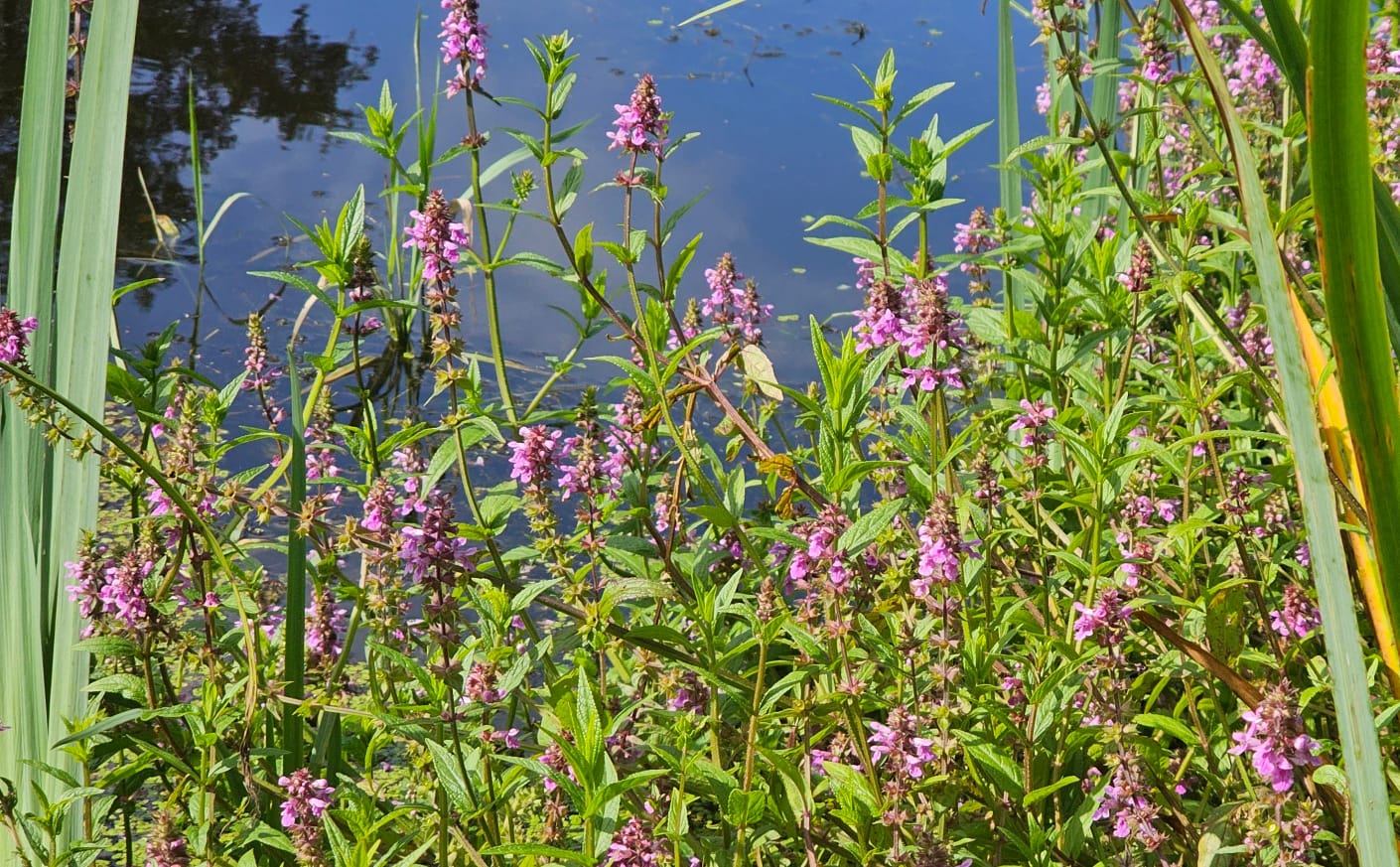 MARSH WOUNDWORT Stachys palustris