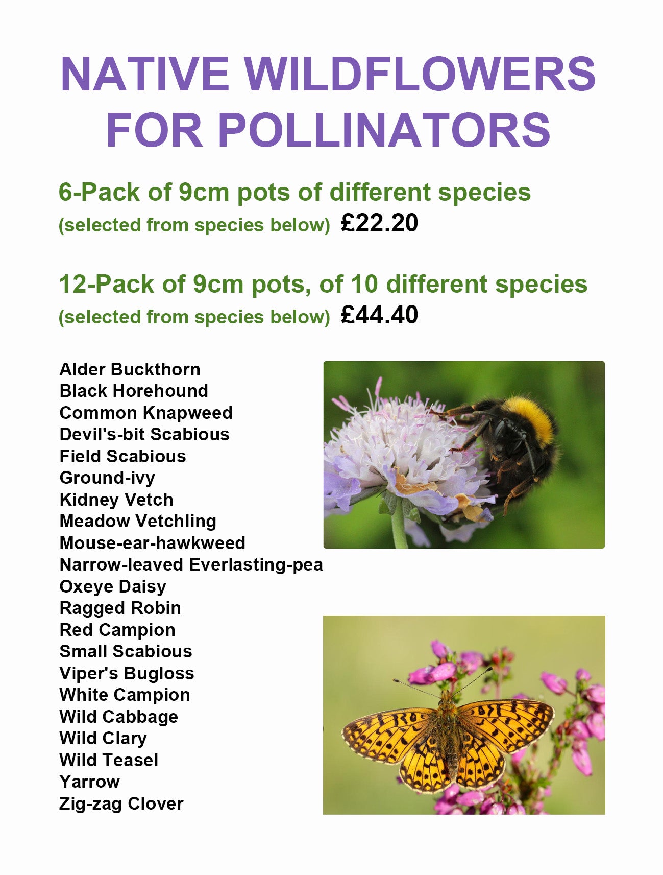 Iolo's Pollinator Pack