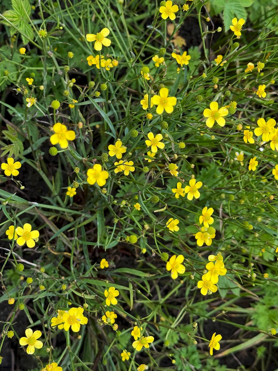 LESSER SPEARWORT Ranunculus flammula L.