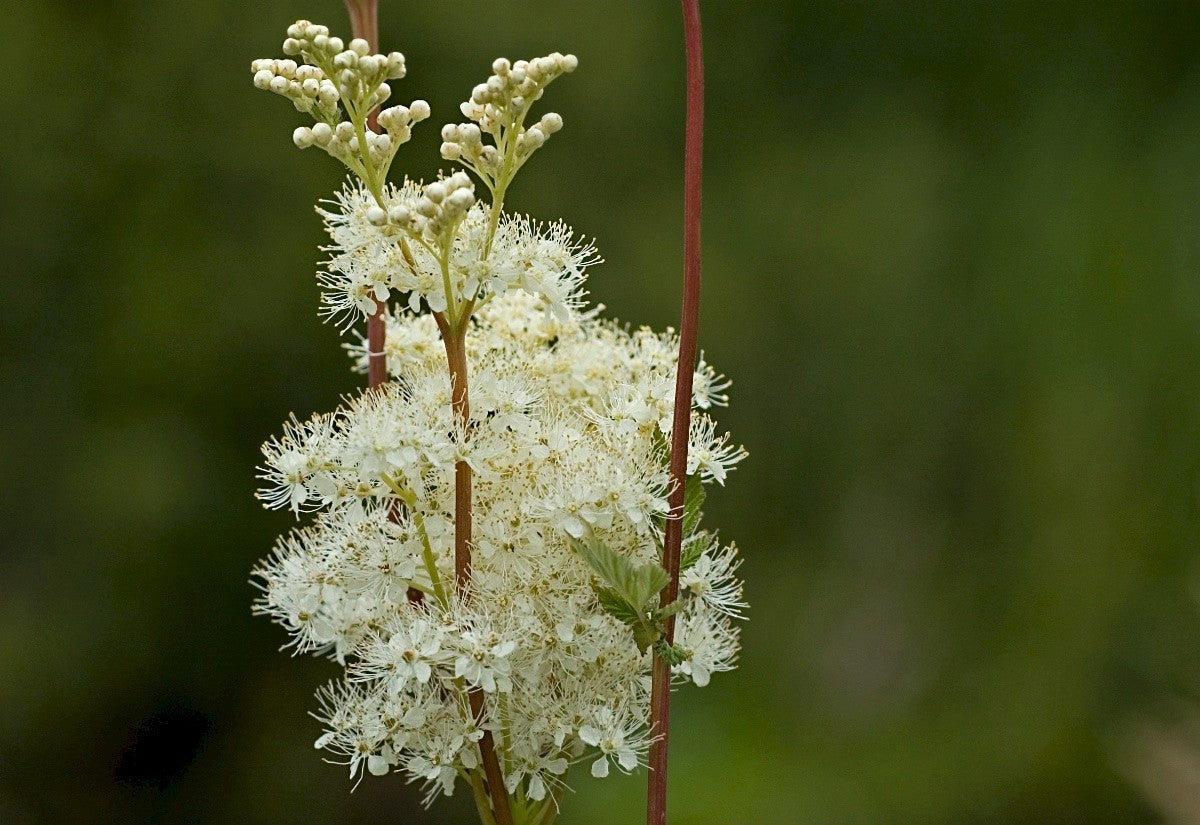 MEADOWSWEET Filipendula ulmaria