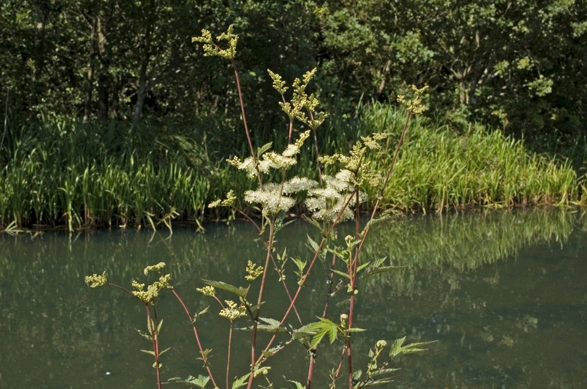 MEADOWSWEET Filipendula ulmaria
