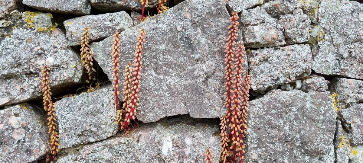 NAVELWORT Umbilicus rupestris
