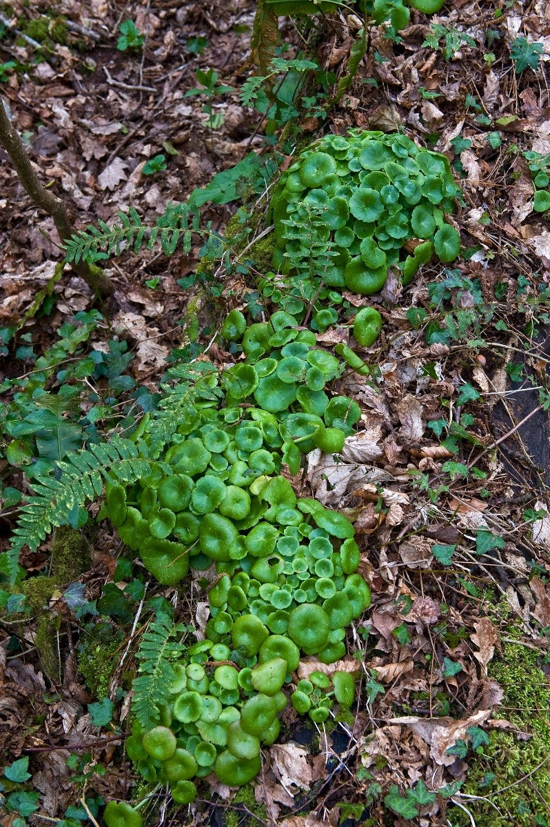 NAVELWORT Umbilicus rupestris