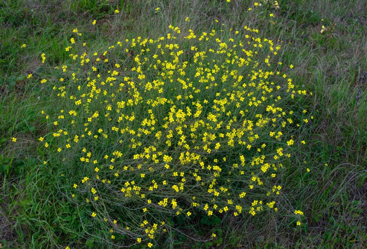 PERENNIAL WALL ROCKET Diplotaxis tenuifolia