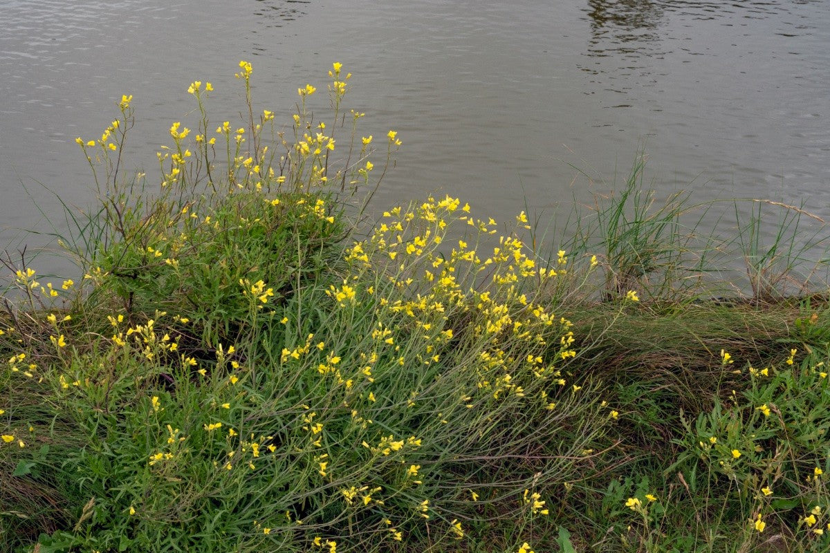 PERENNIAL WALL ROCKET Diplotaxis tenuifolia