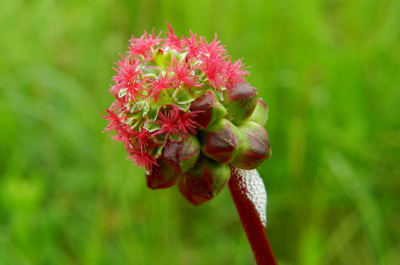 SALAD BURNET Poterium sanguisorba