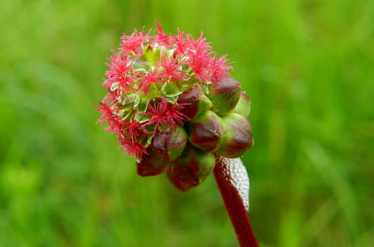 SALAD BURNET Poterium sanguisorba