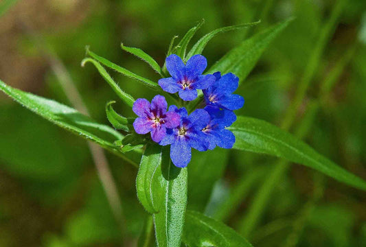 PURPLE GROMWELL  Aegonychon purpureocaeruleum