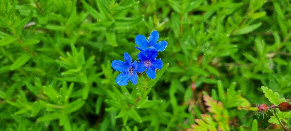 PURPLE GROMWELL Aegonychon purpureocaeruleum