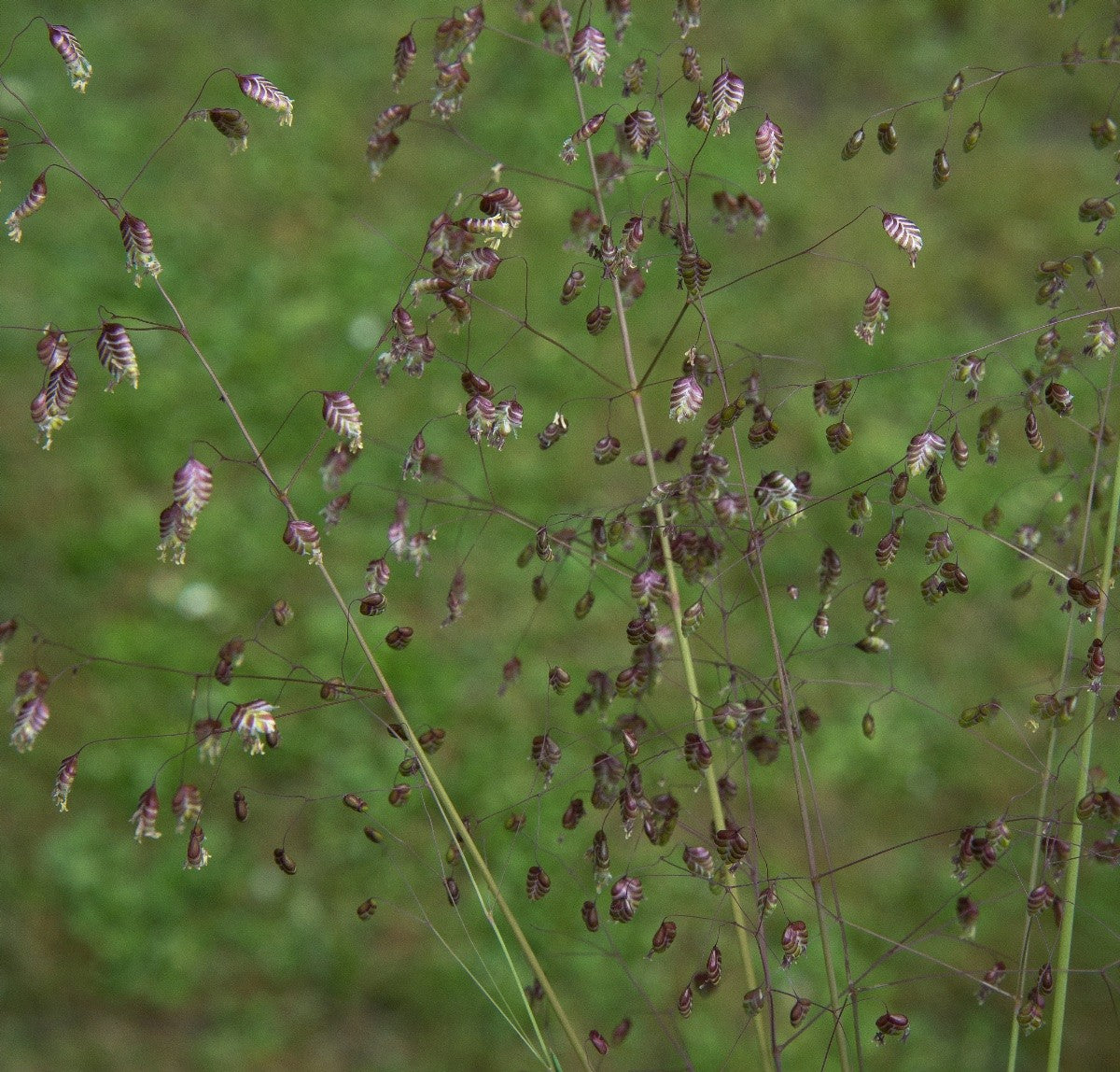 QUAKING GRASS Briza media