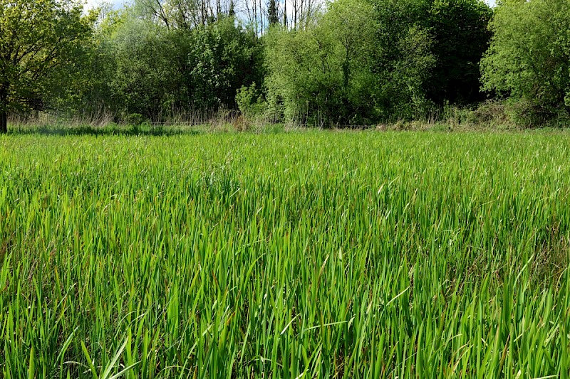 REED SWEET-GRASS Glyceria maxima (Hartm.) Holmb.