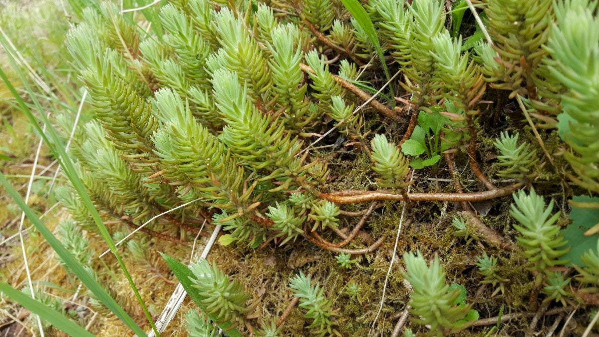 REFLEXED STONECROP Petrosedum (Sedum) rupestre