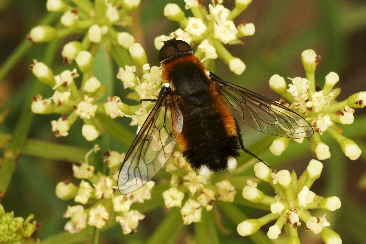 ROCK SAMPHIRE Crithmum maritimum